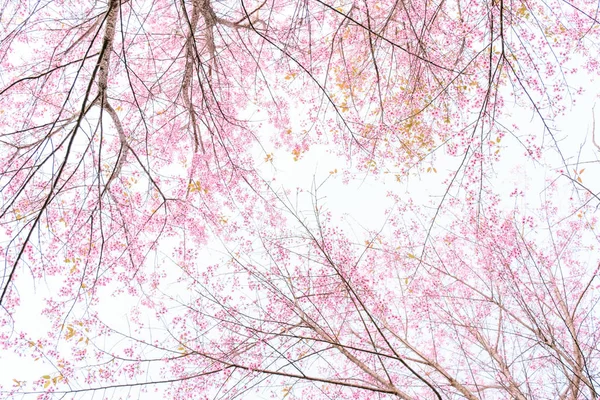 Weiche Unschärfe von rosa Blüten — Stockfoto