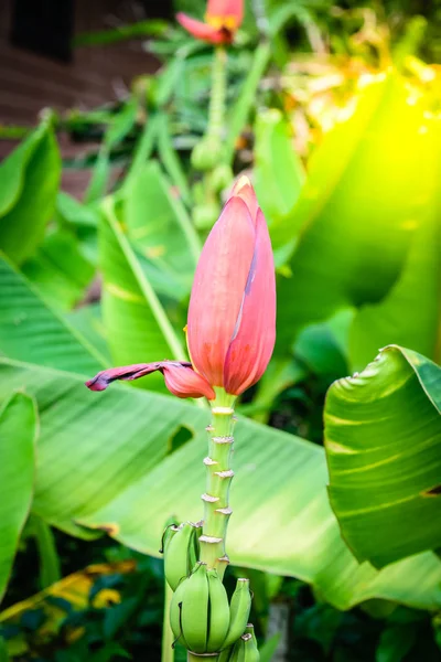 Roze bananen bloem — Stockfoto