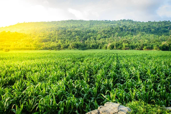 Amanecer sobre el campo de maíz — Foto de Stock