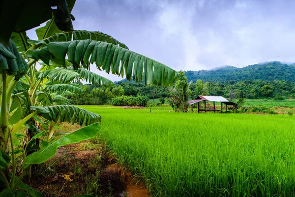 Piccolo cottage in risaia in Thailandia — Foto Stock