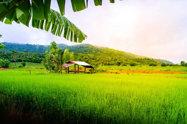 Piccolo cottage in risaia in Thailandia — Foto Stock