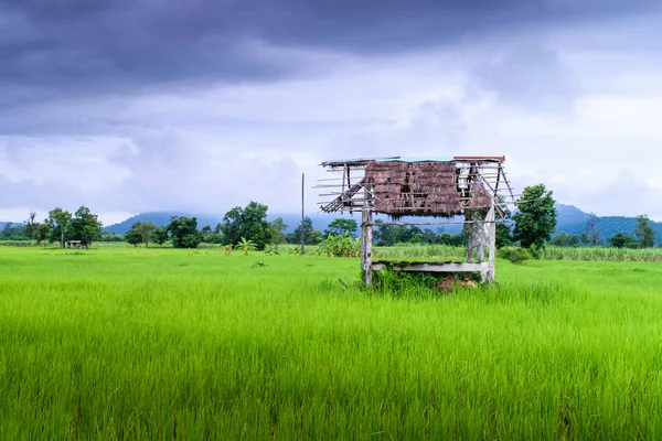 Pequena casa de campo em campo paddy — Fotografia de Stock