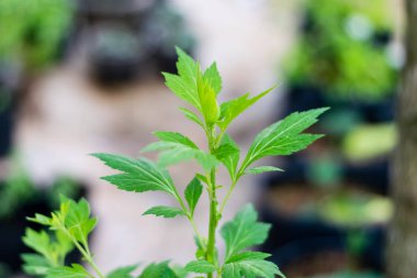 Artemisia Lactiflora, bitkiler