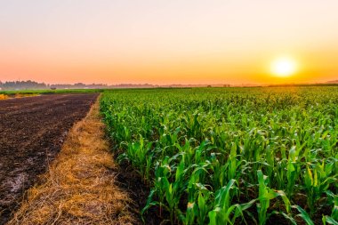 Mısır alanının üstündeki günbatımı