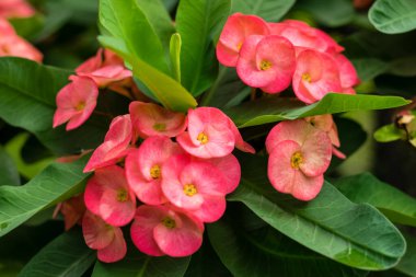 Dikenli taç kırmızı çiçek