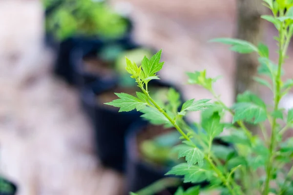 Artemisia Lactiflora, gyógynövények — Stock Fotó