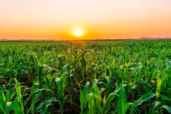 Zachód słońca nad polem kukurydzy Obrazek Stockowy