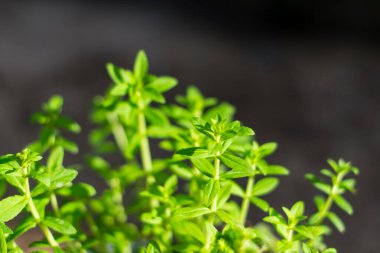 Limnophila aromatica yeşil yapraklar