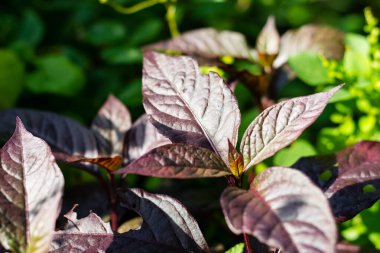 Dentata yakut ağacı