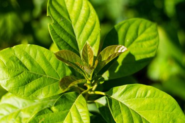  Genç avokado yaprakları 