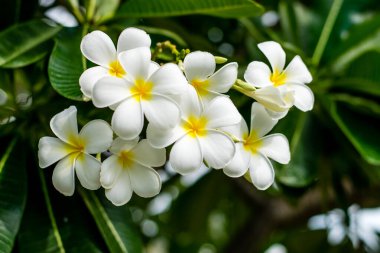 güzel plumeria çiçekler