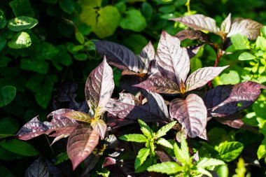 Dentata yakut ağacı