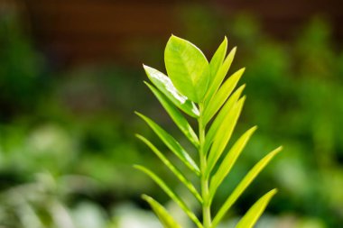 Zamioculcas zamiifolia ağacı