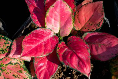 Renkli Aglaonema ağacı