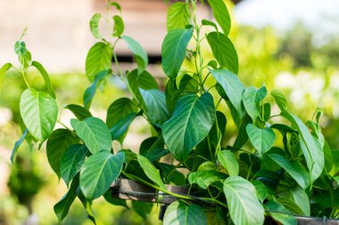 Gurmar Şifalı Bitki