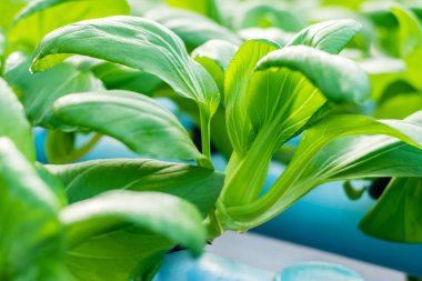 Bok Choy sebze