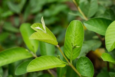 Yeşil yaprak guava