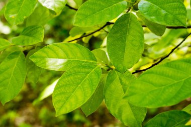 Litsea Petiolata 'nın yeşil yaprakları büyüyor