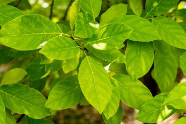 Litsea Petiolata 'nın yeşil yaprakları büyüyor