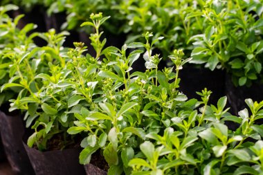 Stevia ağaç bitkisi