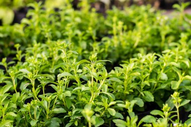 Stevia ağaç bitkisi