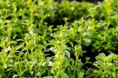 Stevia ağaç bitkisi