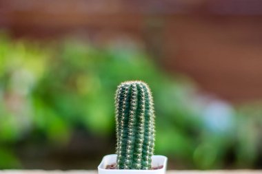 Beyaz bir saksının içinde küçük bir kaktüs.