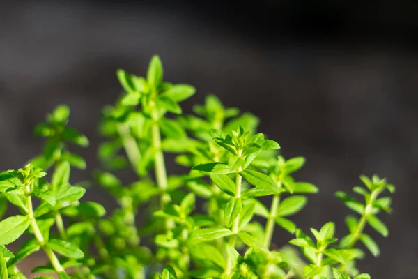 Limnophila aromatica zöld, friss levelek — Stock Fotó