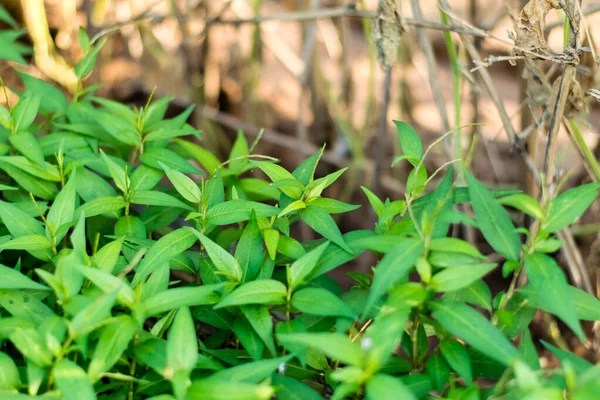 A Persicaria odorata fa — Stock Fotó