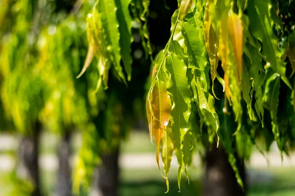 Дерево поліуретану Longifolia — стокове фото