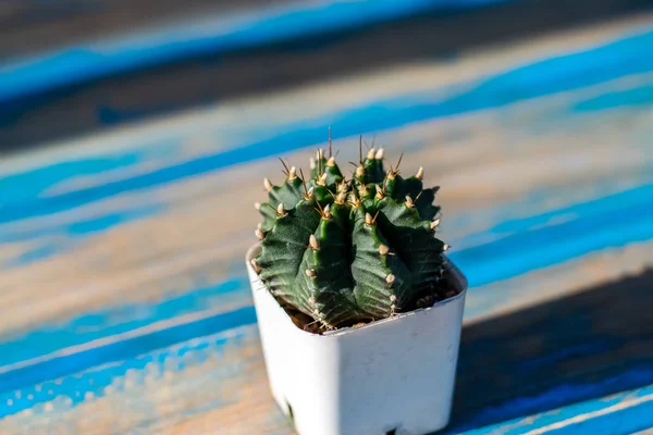 Petit cactus dans un pot de plantation blanc — Photo