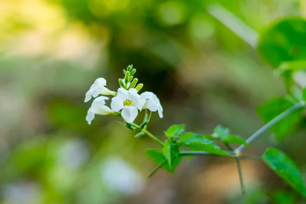 Justicia Gangetica flor — Foto de Stock