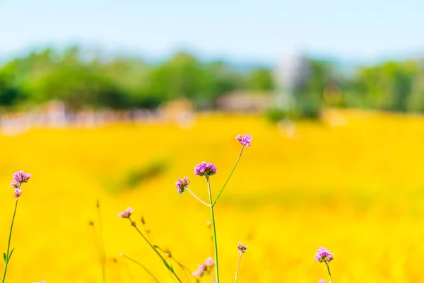 Coloridas flores verbena y flores amarillas cosmos — Foto de Stock