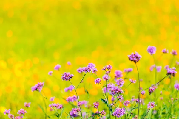 Coloridas flores verbena y flores amarillas cosmos — Foto de Stock