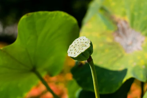 Bela flor de lótus — Fotografia de Stock