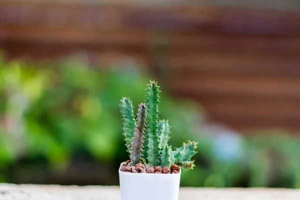 Kleiner Kaktus im weißen Pflanztopf Stockfoto