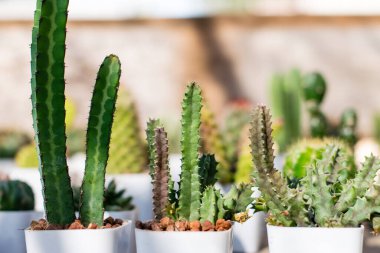 Beyaz bir saksının içinde küçük bir kaktüs.