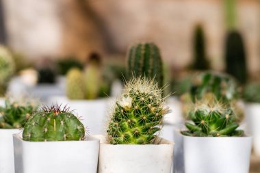 Beyaz bir saksının içinde küçük bir kaktüs.