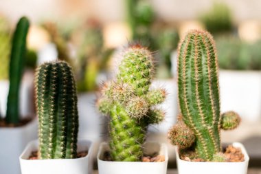 Beyaz bir saksının içinde küçük bir kaktüs.