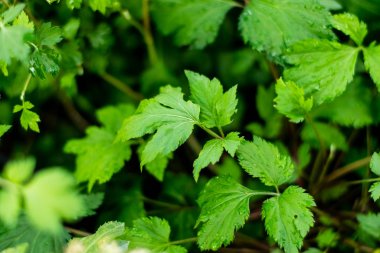 Artemisia Lactiflora, bitkiler