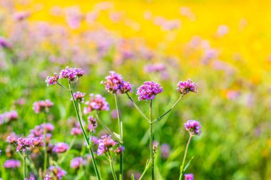 Renkli verbena çiçekleri ve sarı kozmos çiçekleri