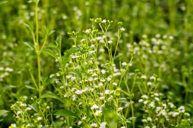 Stevia çiçekleri açıyor