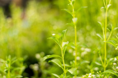 Stevia ağaçları ve Stevia çiçekleri