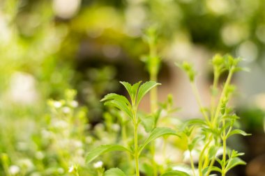 Stevia ağaçları ve Stevia çiçekleri