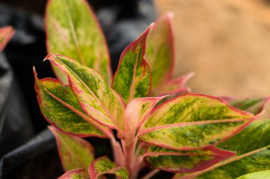 Renkli Aglaonema ağacı
