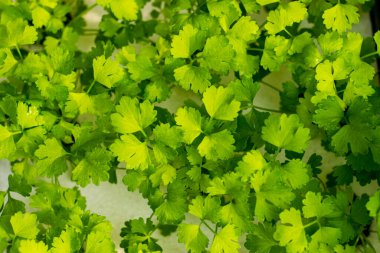 Hidroponik kereviz yeşil sebzeler