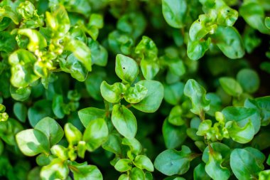 Kırmızı su teresi organik sebzeler