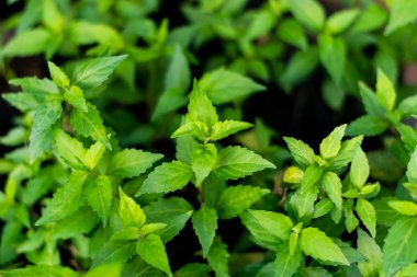 Orthosiphon aristatus yeşil yaprağı