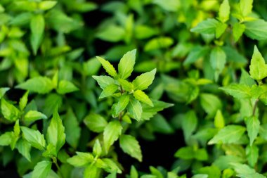 Orthosiphon aristatus yeşil yaprağı