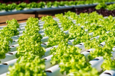 hydroponic sebze çiftliği